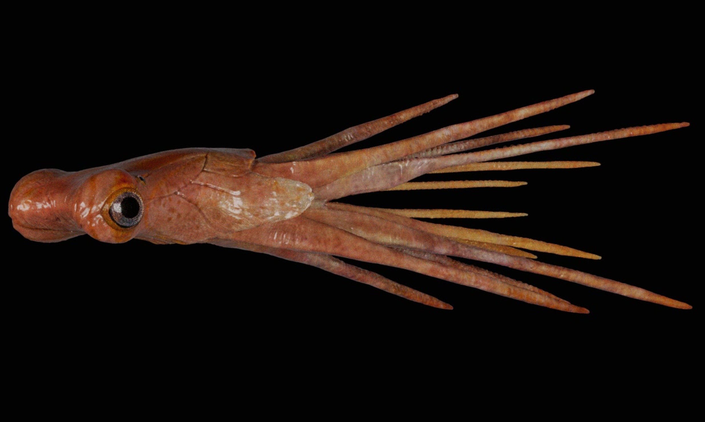 Squid: USD Material Authoring at Scale